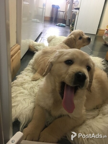 Newly Golden Retriever Puppies Available.