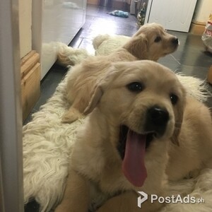 Newly Golden Retriever Puppies Available. | PostAds PH