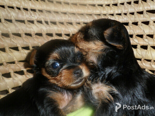 Adorable Yorkshire Terrier Puppies