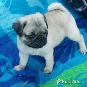 Quality Pug Puppies for sale | PostAds PH