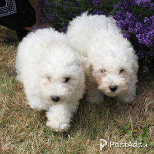 Bichon Friese Puppies | PostAds PH