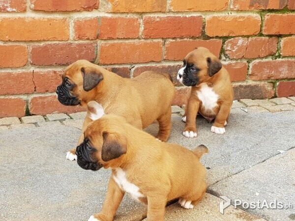 Boxer  puppies  For sale .
