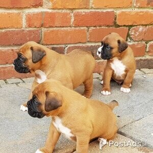 Boxer puppies For sale . | PostAds PH