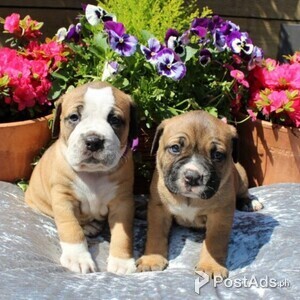 Bullmastiff puppies For sale . | PostAds PH