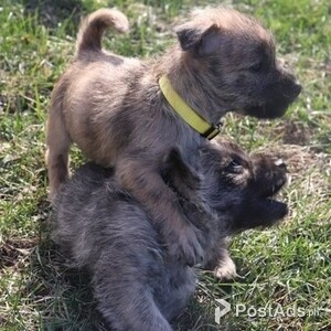 Cairn Terrier puppies For sale | PostAds PH