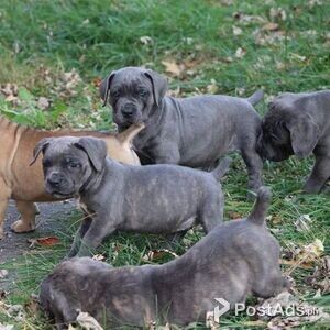 Cane Corso Mastiff puppies | PostAds PH