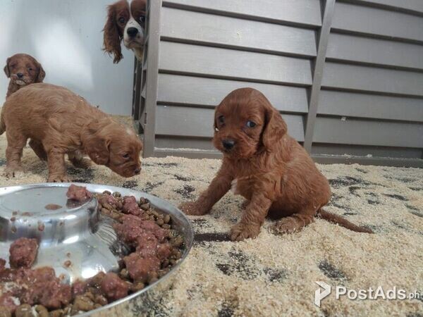 Cavapoo puppies .