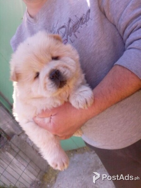 Chow Chow puppies  For sale 