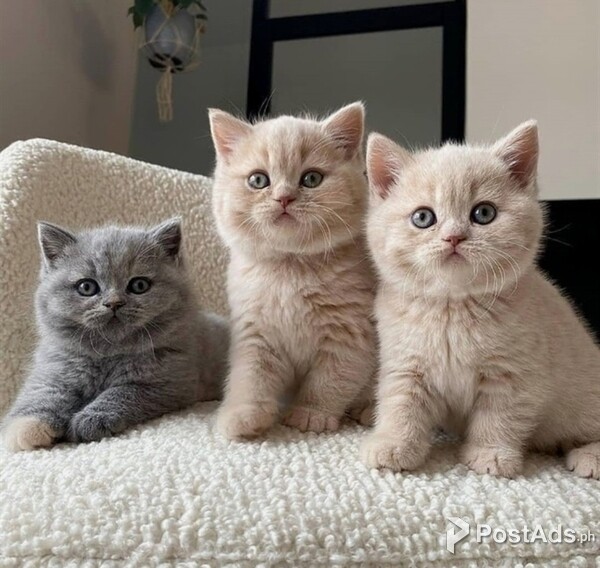 British short Hair Kittens For rehoming