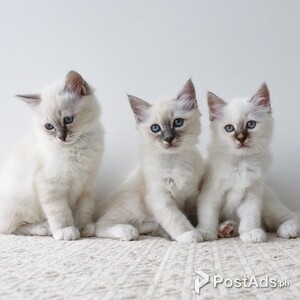 Burmese Kittens | PostAds PH