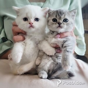 Scottish Fold Kittens | PostAds PH