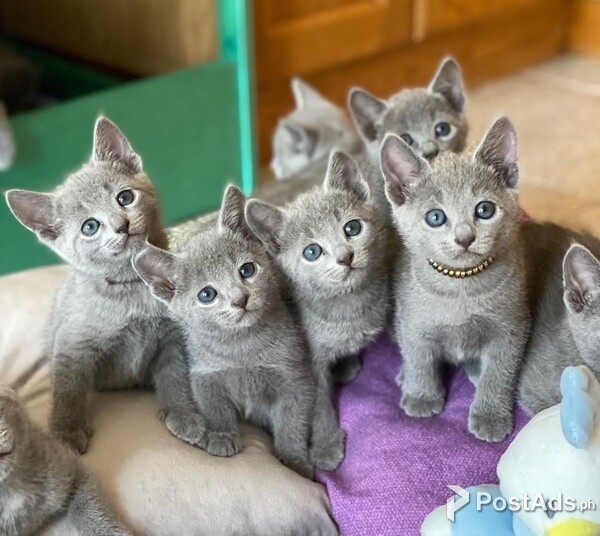 Russian Blue Kittens Available For Rehoming
