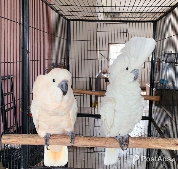 Umbrella Cockatoo 