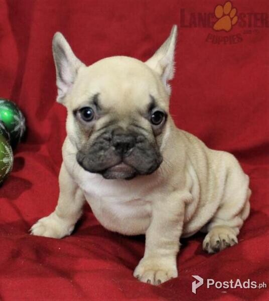 Cute Female (French Bulldog) Puppies for sale in Metro manila [DOGS]