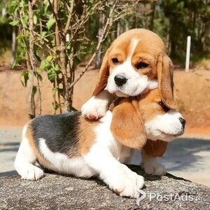 Beagle Puppies Available | PostAds PH