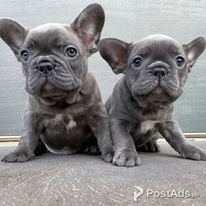 French Bulllies pups | PostAds PH