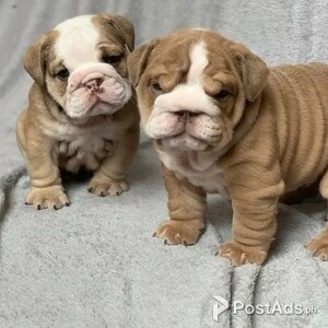 Healthy English Bulldogs puppies | PostAds PH