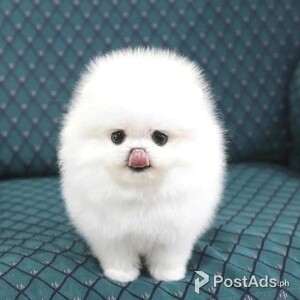 Adorable pom puppies | PostAds PH