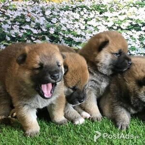 Beautiful Japanese Shiba Inu Puppies | PostAds PH