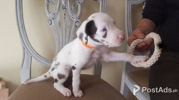 Great Dane Puppies