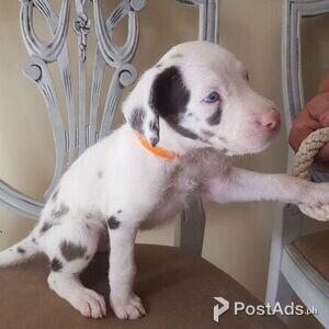 Great Dane Puppies | PostAds PH
