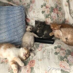 Exotic Kittens | PostAds PH