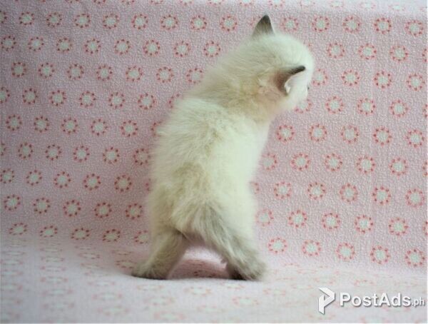Lovely Siberian Kittens