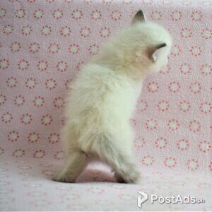 Lovely Siberian Kittens | PostAds PH