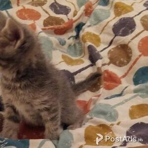 Munchkin Kittens | PostAds PH