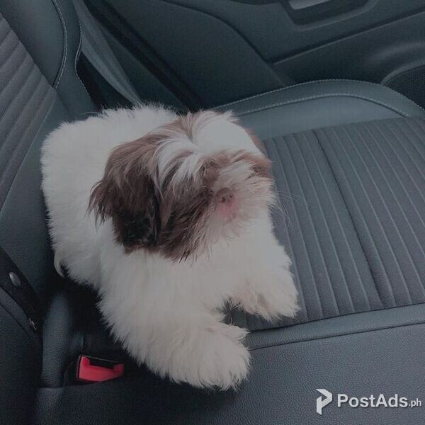 Shih Tzu puppy