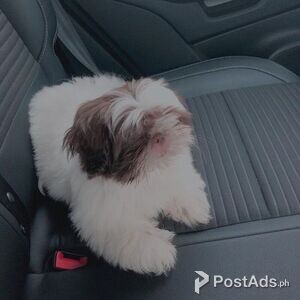 Shih Tzu puppy | PostAds PH