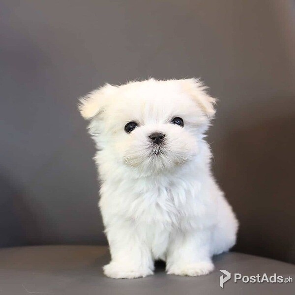 AKC Maltese puppy