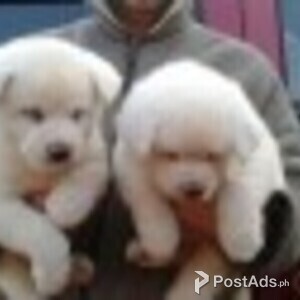 Purebred and Standard American Akita Puppies x | PostAds PH