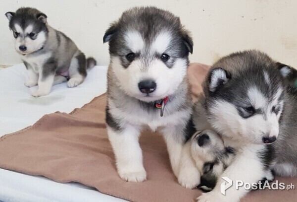 Stunning Alaskan Malamute Puppies
