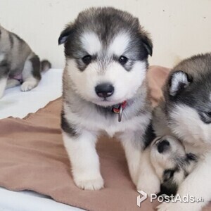Stunning Alaskan Malamute Puppies | PostAds PH