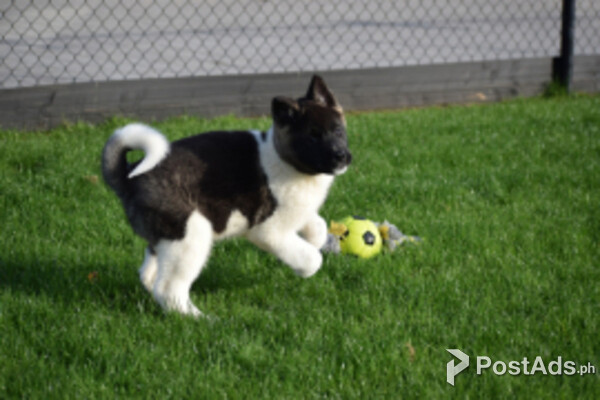 American Eskimo Dog  viber +44 73 98 808658