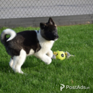 American Eskimo Dog viber +44 73 98 808658 | PostAds PH
