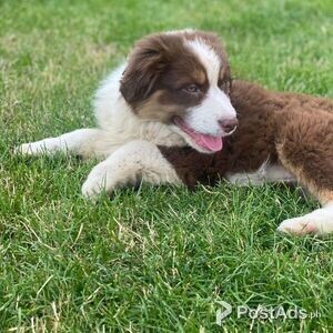 Australian Shepherd Puppy viber +44 73 98 808658 | PostAds PH