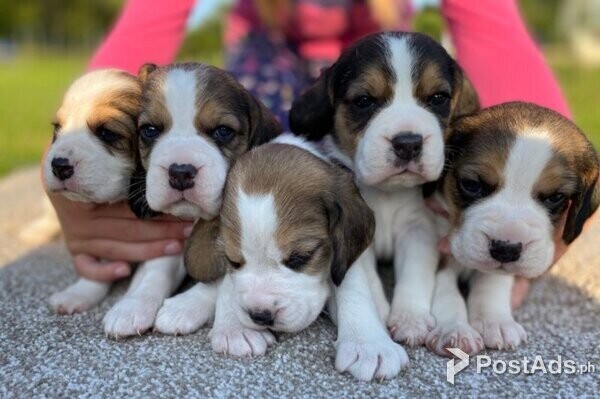Beagle Puppy  viber +44 73 98 808658