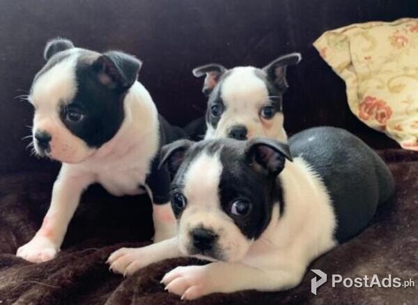 Boston Terrier puppies  viber +44 73 98 808658