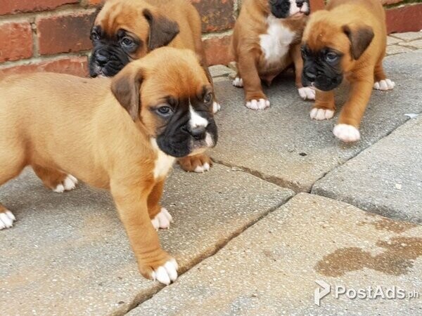 Boxer  puppies  For sale  viber +44 73 98 808658