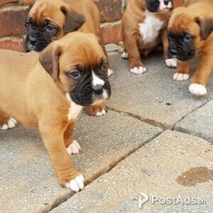 Boxer puppies For sale viber +44 73 98 808658 | PostAds PH