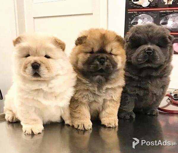Chow Chow Puppies