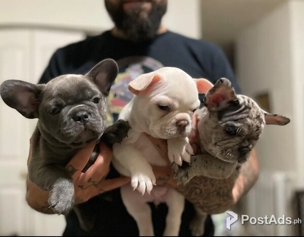  French Bullies Available