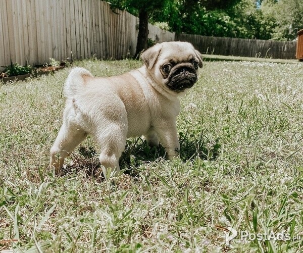 Pug Puppies