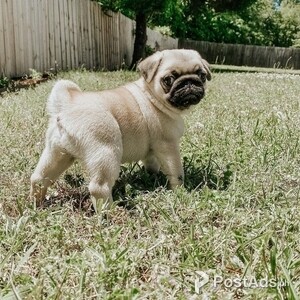 Pug Puppies | PostAds PH