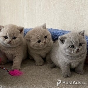 Cute British short Hair | PostAds PH