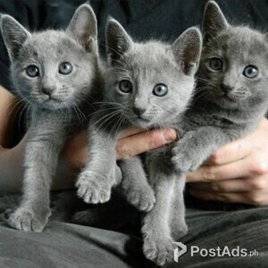 Amazing Russian Blue Cats | PostAds PH