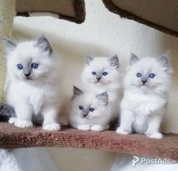 Adorable Ragdoll kittens Available for rehoming