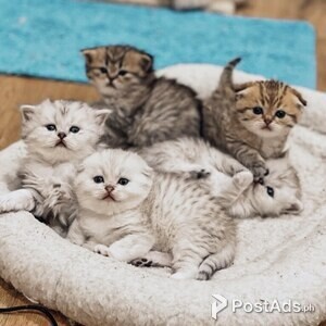 Scottish Fold Kittens Ready to go | PostAds PH